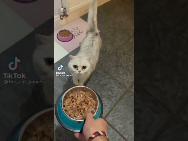 This Cat Can Sing! MUST WATCH Tiktok: thecatgames