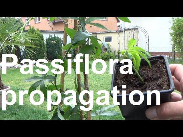 Passiflora propagation Propagating Passion Fruit Passiflora cuttings propagation