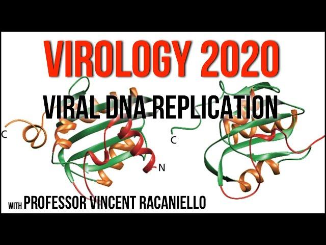 Virology Lectures 2020 #8: Viral DNA Replication