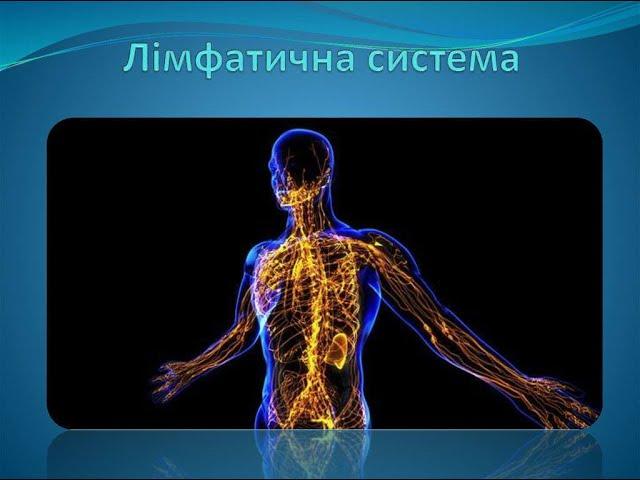 Лімфатична система. Будова, функції. Симптоми, діагнози забрудненої лімфи. Лімфодренаж і очистка.