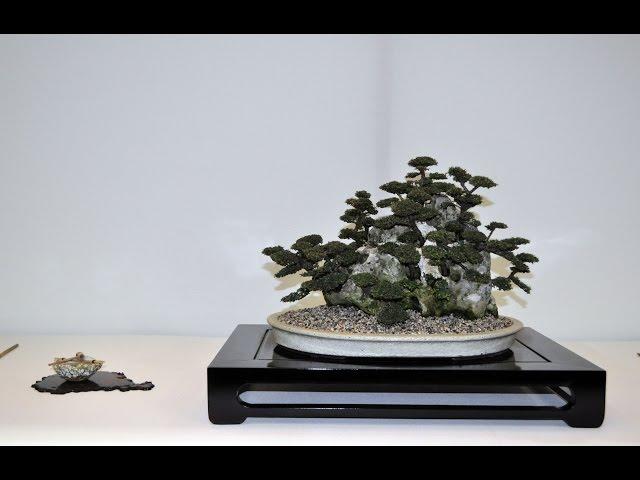 Bonsai Europa 2015 - Cotoneaster Integrifolius