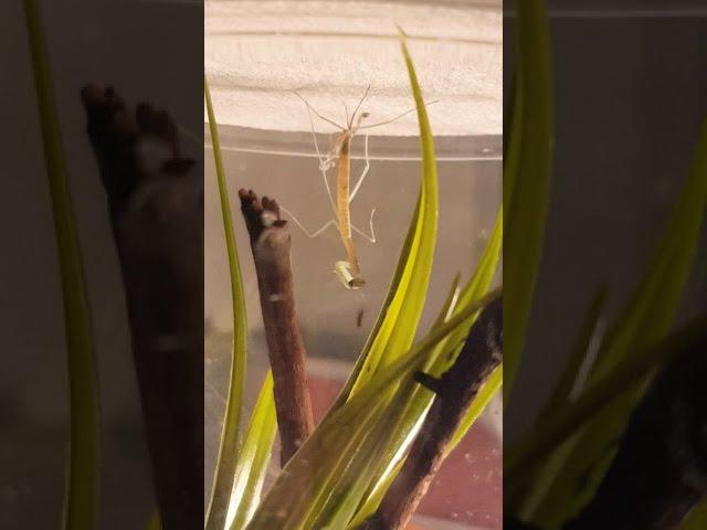 Chinese Mantis moult to L3