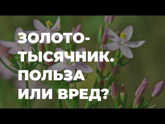 Золототысячник - полезные свойства, как использовать / Захар Травник