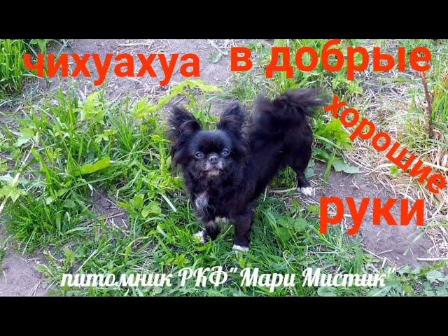 Для людей, которые хотят ВЗЯТЬ #чихуахуа #БЕСПЛАТНО в " ДОБРЫЕ" руки - УСЛОВИЯ  ОЗВУЧЕНЫ  в видео