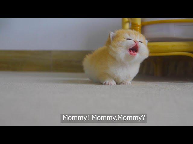 Tiny Kitten Pudding is crying to find mother cat