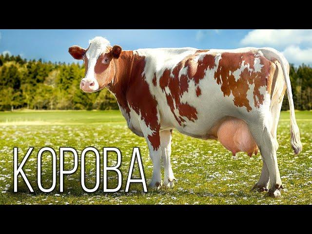 The history of the appearance of a cow: Interesting facts about cows