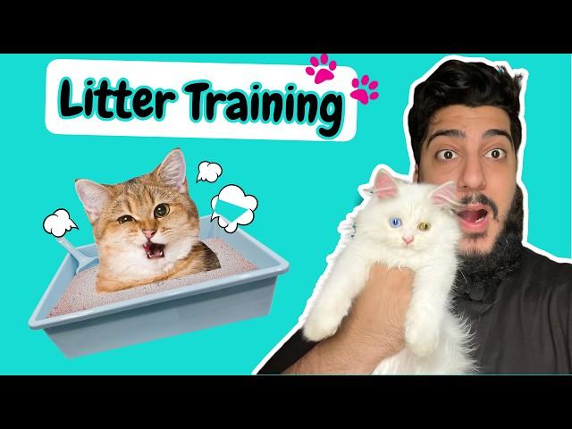 How to Train a Cat to use litter box | How to potty train baby kittens 2024