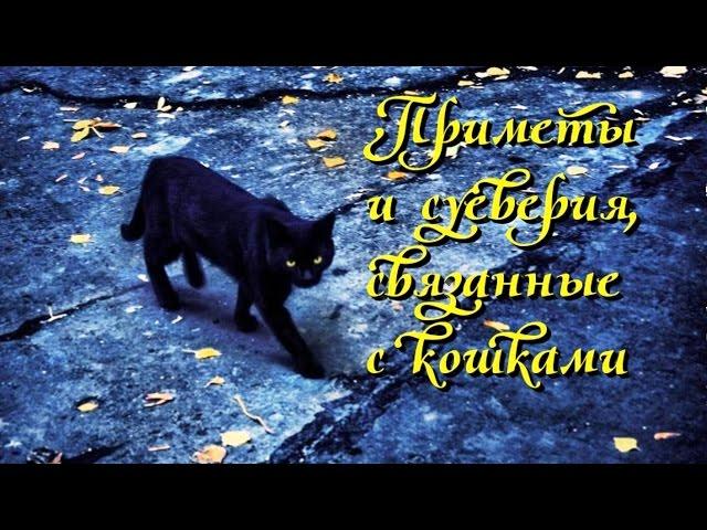 Приметы и суеверия связанные с кошками