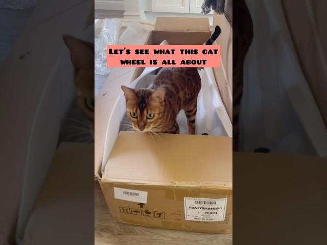 Cat wheel vs. the box it came in   #cats #cat #cutecats #catlover #catlife #catlovers #kitten