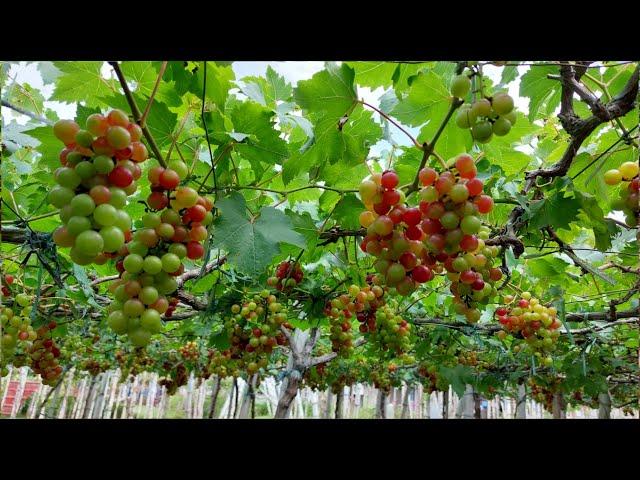 Paano Magtanim ng Grapes | Complete Guide from Seedlings to Harvest