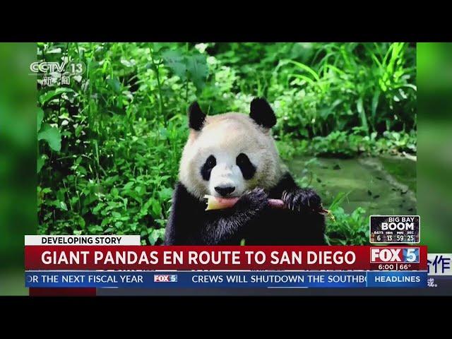 Eek! Giant pandas arrive safely at San Diego Zoo from China