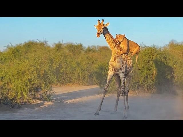 Lion Rides Giraffe to Bring it Down