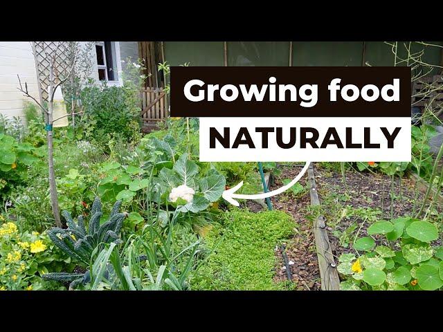 Natural Gardening - Growing plants and vegetables at home