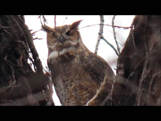 Great Horned Owl Hooting Territorial Evening Call At Sunset