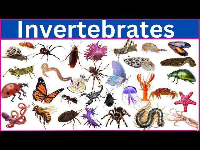 Invertebrates || 100 Incredible Invertebrates