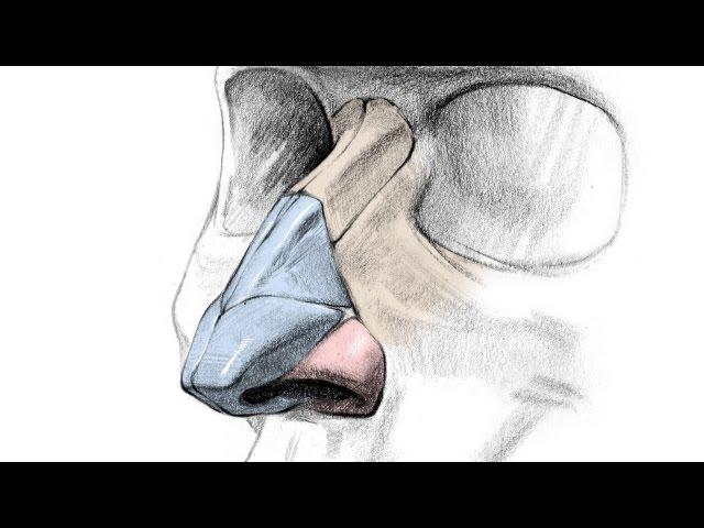 How to Draw a Nose - Anatomy and Structure