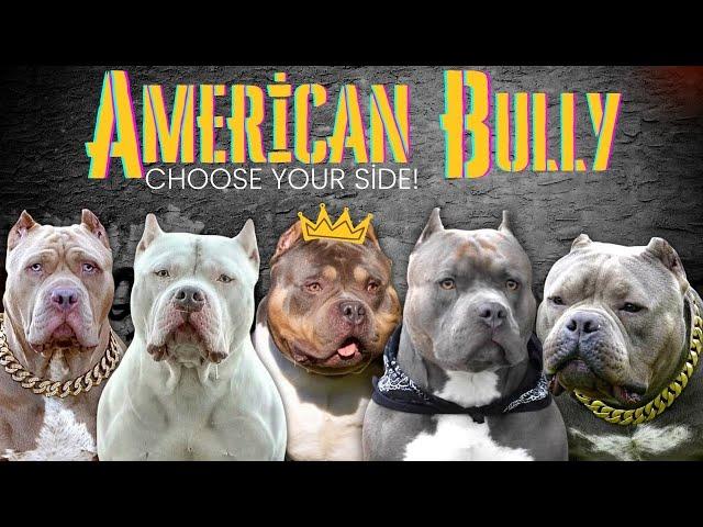 American Bully Sizes - 5 different types, which size is more suitable for you?!