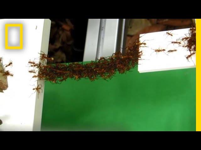 See How Ants Build Bridges in Mid-Air With Just Their Bodies | National Geographic