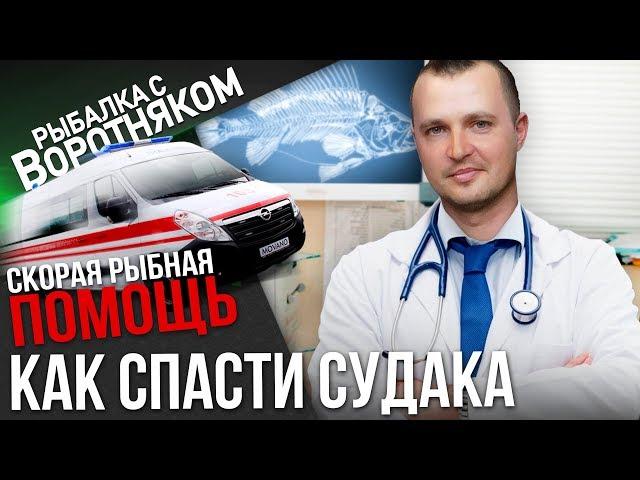 Физзинг. Как правильно прокалывать пузырь судака, чтобы спасти ему жизнь.