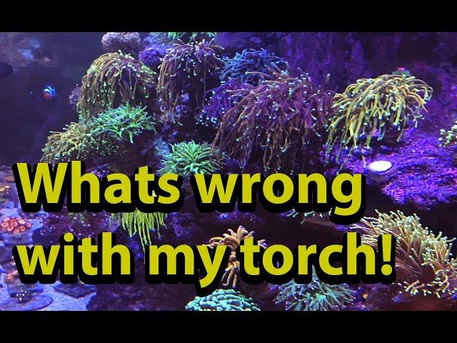 Why won't my torch coral open ? \\ Diagnosing Torch Coral Issues