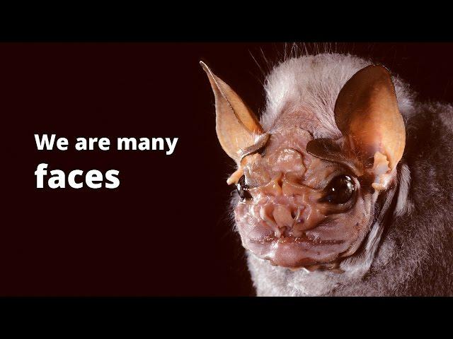 Bats Have Many Faces