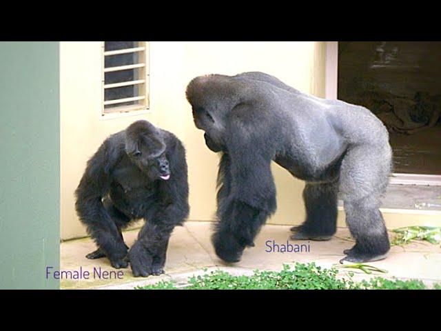 Silverback Gorilla Wants To Mate A Female | The Shabani Group