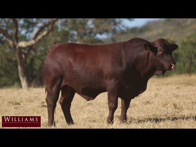 Santa Gertrudis bull