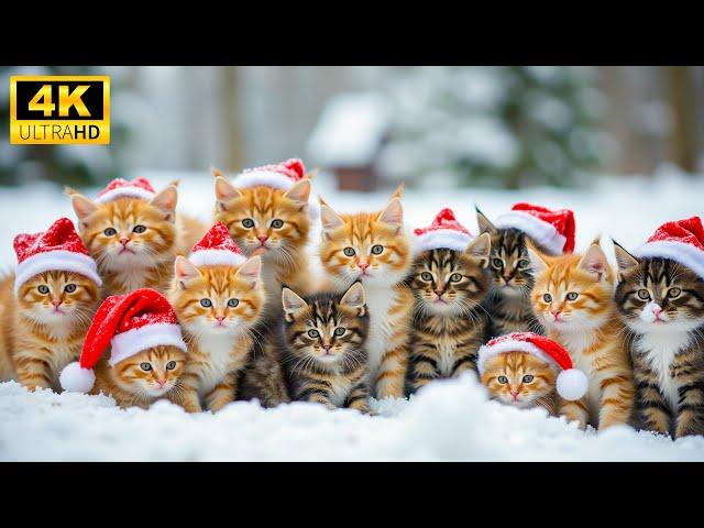 Baby Animals 4K - Merry Christmas Space Of Baby Animals With Good and Relaxing Christmas Piano Music