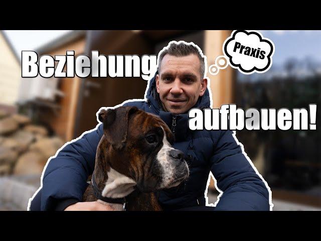 Hausleine & Rituale! Stress im Rudel?!  Hundeerziehung Teil 2