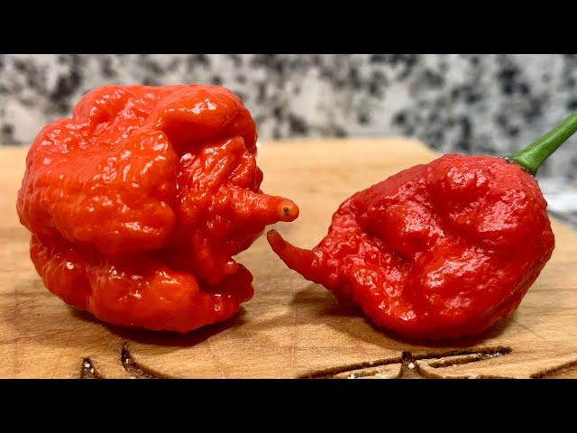 The Carolina Reaper VS. The Primotalii! The battle of TWO LEGENDARY peppers! One of them IS HOTTER!