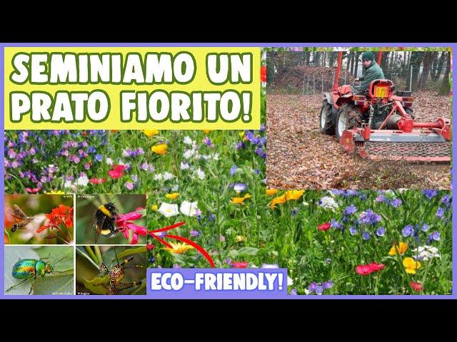 come REALIZZARE un PRATO FIORITO