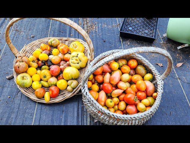 Harvesting 37 Pounds of Tomatoes  #gardening #harvesting