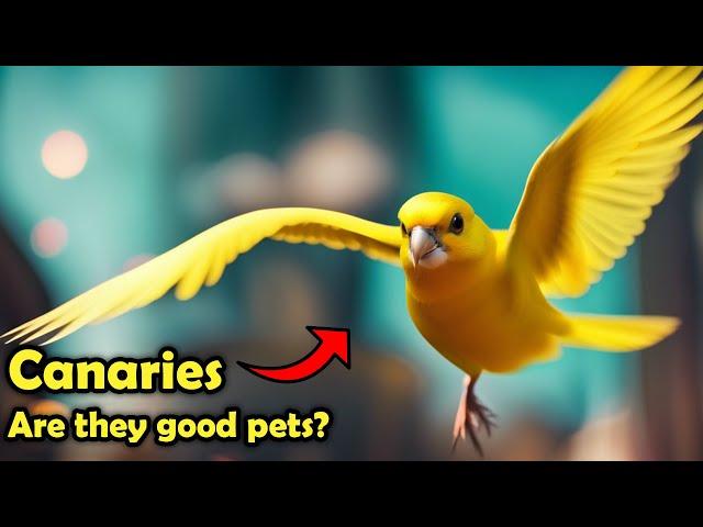 Canaries as Pets: The Pros and Cons of Keeping a Canary as Pet!