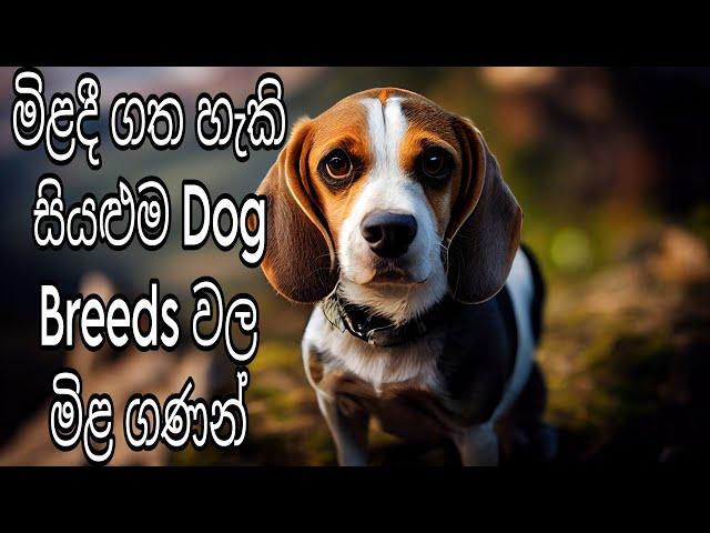 Dog price in Sri Lanka 2024 | Prices of 18 Dog Breeds that can be bought in Sri Lanka