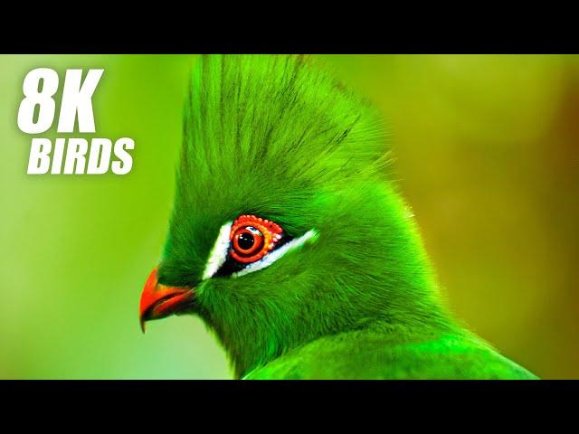 Wild Birds Special Collection 8K VIDEO ULTRA HD HDR 60FPS