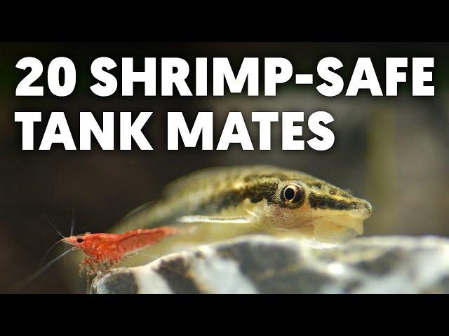 20 Amazing Shrimp Tank Mates! (Create The Perfect Community Aquarium)