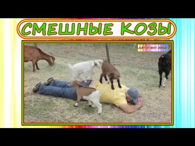 Смешные козы и козлята! Затягивающие приколы про коз! Классные животные. Best Funny Goats Videos