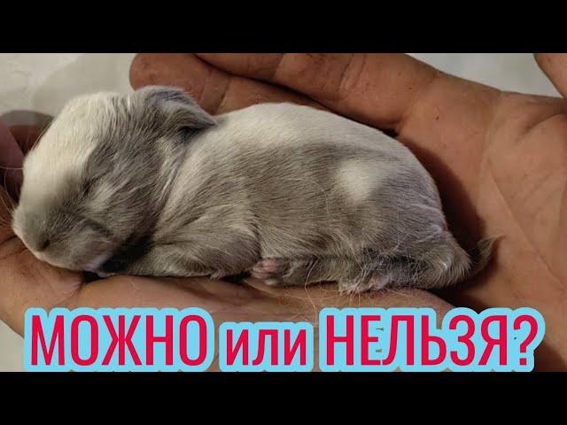 Is it possible to handle newborn rabbits? #rabbit breeding #rabbit #rabbits