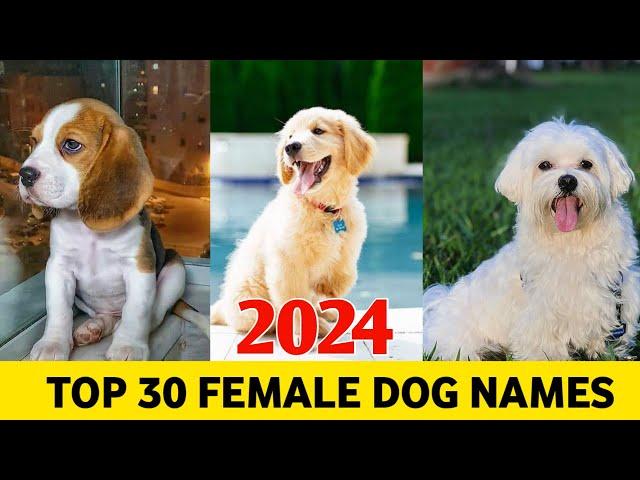 Top 30 Female Dog Names 2024 | Female dog mame | new dog Names
