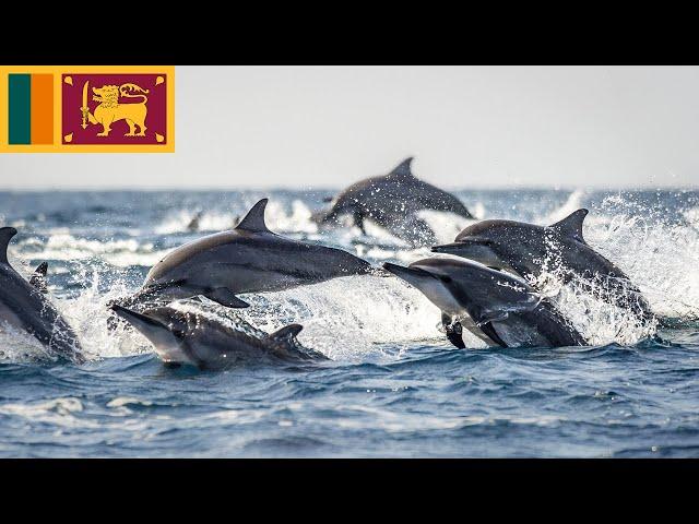 Dolphins Trincomalee Sri Lanka