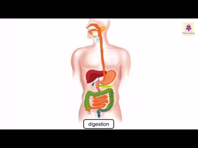 Digestion Process In Human Body Explained Through Animation | Science Grade 4 | Periwinkle