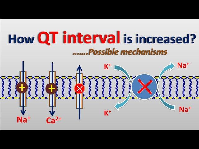Increase in QT interval || Possible mechanisms