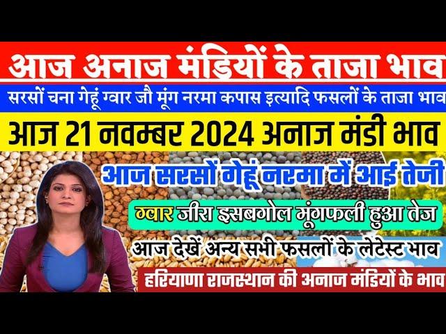 अनाज मंडी भाव| 21 Nov 2024 सरसों जीरा इसबगोल गेहूं नरमा में तेजी| ग्वार में बदलाव| anaj mandi bhav,