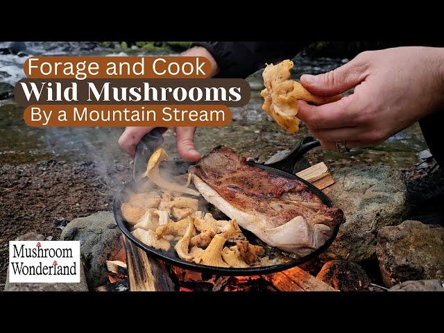 Forage and Cook Wild Mushrooms by Mountain Stream