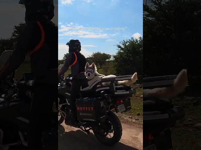 WAGGER • We all feel this way when we are riding. #shorts #motolife #motorcycle #shepherd #tail