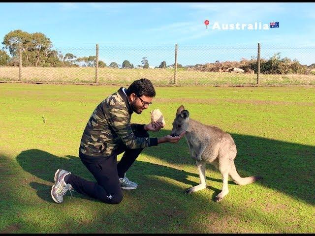 World's Largest Hopping Animals | Australia