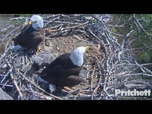 SWFL Eagles ~ Harriet Brings A Cat To Nest! Not A Stuffy! Warning Viewer Discretion Advised 2.15.21