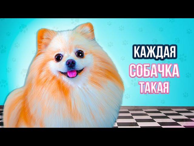 КАЖДЫЙ ПЁСИК ТАКОЙ | Каждый ШПИЦ Такой