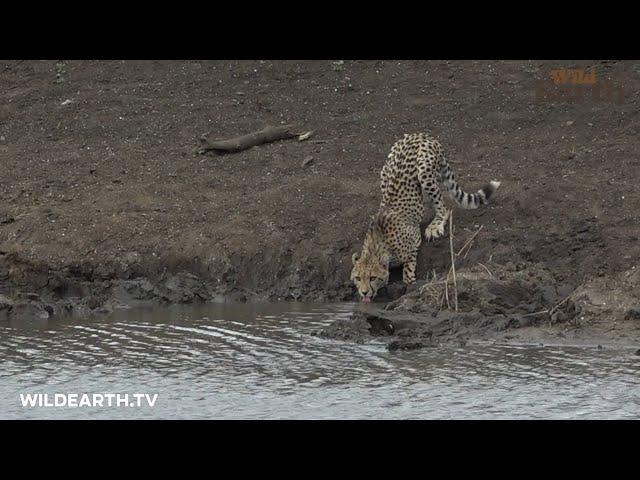 Crocodile attacks unsuspecting cheetah cub