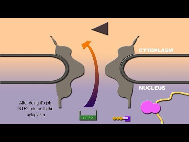 NUCLEAR IMPORT AND EXPORT